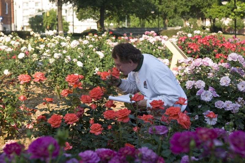 c55-MALU-Rose-Garden